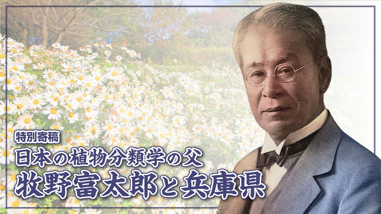 コラム／日本の植物分類学の父、牧野富太郎と兵庫県 - メインビジュアル