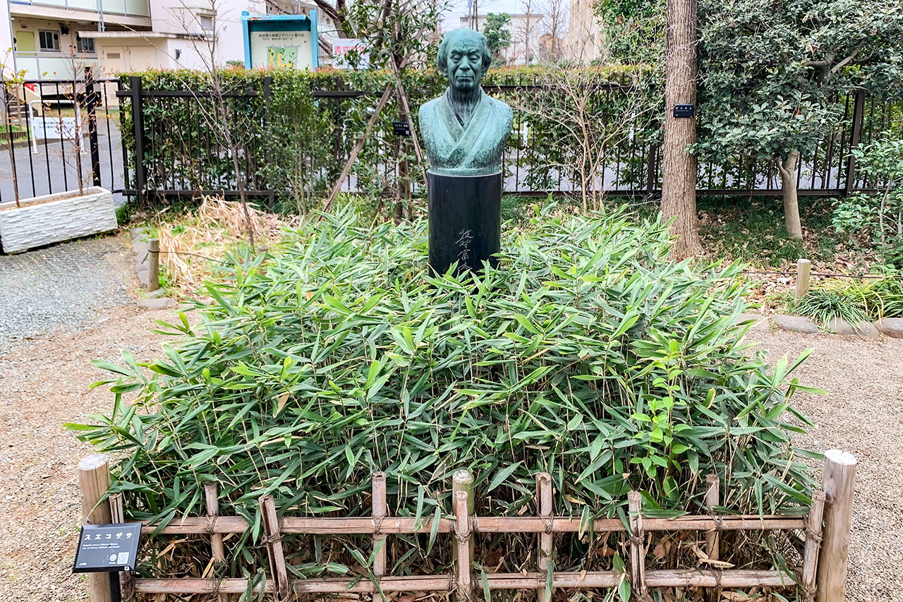 牧野富太郎の銅像とその周りのスエコザサ（牧野記念庭園）